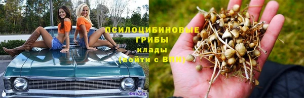 прущие грибы Богородск